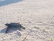 25/03/2015 - Filhote de Tartaruga-verde indo para o mar detalhe do rastro