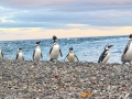 Pinguim-de-Magalhães.
