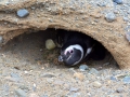 Ninho de pinguim-de-Magalhães apresentando o ovo quebrado, indicio de nascimento de filhote.