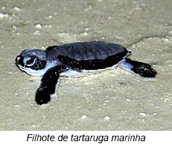 Filhote de tartaruga marinha