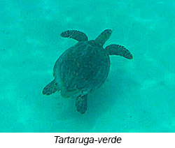 Tartaruga-verde