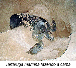 Tartaruga marinha fazendo a cama