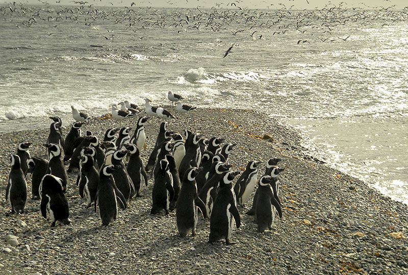 Pinguim de Magalhães