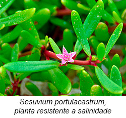 Sesuvium portulacastrum, planta resistente a salinidade